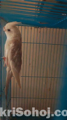 white face male cockatiel